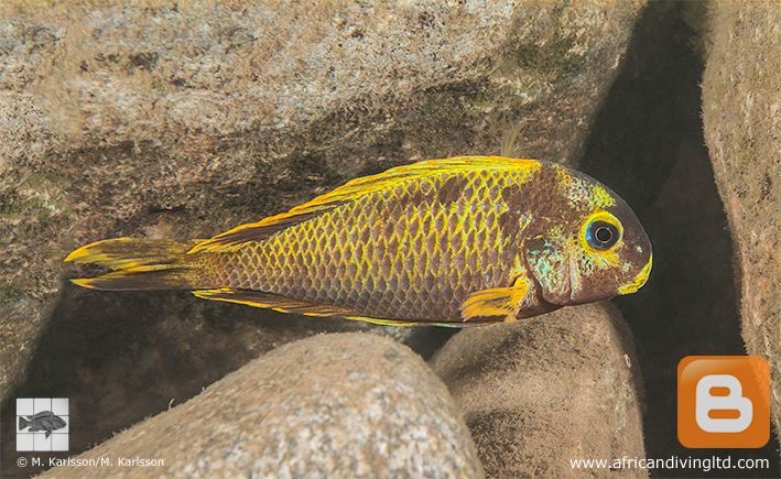 Tropheus sp. 'crescentic' Halembe (Kushangaza)